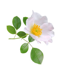 White wild rose flower on twig with leaves isolated on white background. Floral design element.