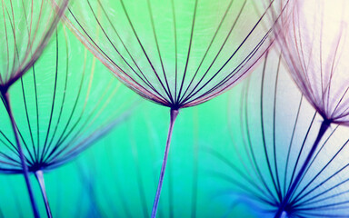 Dandelion flower background closeup