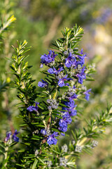 Obraz premium Rosemary 'Sissinghurst Blue' (rosmarinus officinalis) a spring summer flowering evergreen shrub plant with a blue summertime flower used as a sage herb for cooking, stock photo image