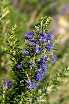 Rosemary 'Sissinghurst Blue' (rosmarinus officinalis) a spring summer flowering evergreen shrub plant with a blue summertime flower used as a sage herb for cooking, stock photo image