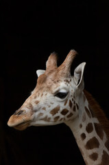 portrait close up of a northern giraffes head with a black background isolated 
