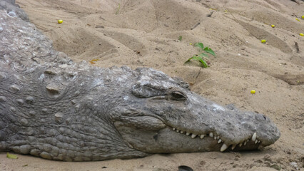 Selective focus close up portrait of a crocodile resting on sand with its his tooth and claws visible
