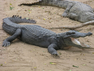Many crocodiles relaxing on sand and water inside an enclosure
