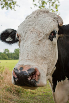 close up portrait of a black and white cows head from a local farm 