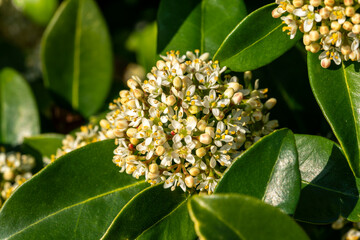Skimmia japonica 'Fragrans' a spring flowering shrub plant with a white springtime flower, stock...