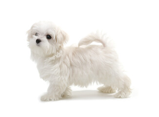 Puppy Maltese lapdog isolated on white - obrazy, fototapety, plakaty