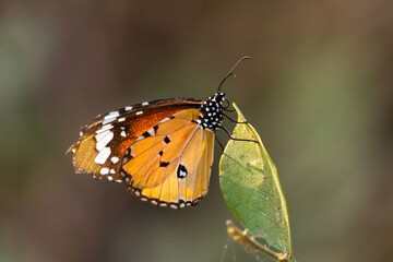 Closeup Macro image of a monarch butterfly with beautiful pattern on its wings 