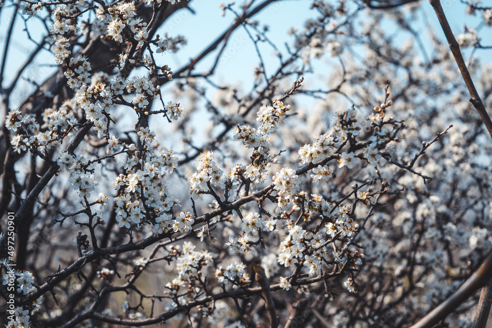 Poster close-up shot of beautiful prunus spinosa in bloom, also known as blackthorn, thorn, wild plum