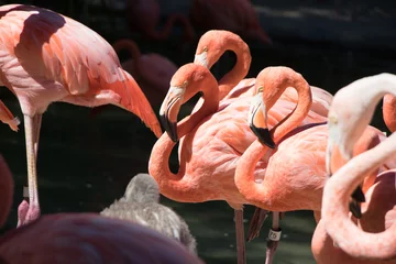 Fotobehang Flock of pink flamingos in a park © Luca Zanelli/Wirestock Creators