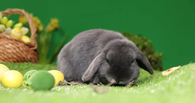 Easter bunny sitting near Easter eggs, green grass. Cute colorful bunny, green background, spring holiday, symbol of Easter, rabbits crawling on the green grass