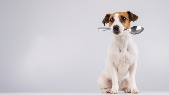Portrait of a dog Jack Russell Terrier holding a spoon in his mouth on a white background. Copy space. 