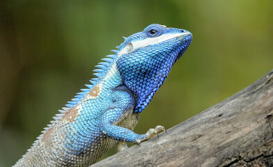 Selective close-up shot of a blue iguana on a tree