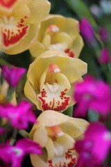 pink orchid in garden