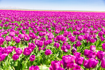 Fototapeta na wymiar dogs and people having fun in A magical landscape with blue sky over tulip field. colorful tulips and flowers 