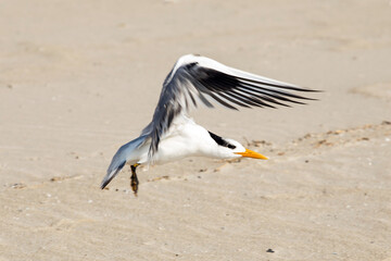 A white-talled tropicbird landing on the beach