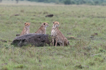 cheetah and her sub adult cubs in the Maasai Mara