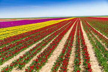 dogs and people  having fun in A magical landscape with blue sky over tulip field. colorful tulips and flowers 