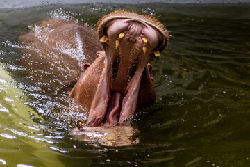 Big hippopotamus with an opened mouth in the water at the zoo