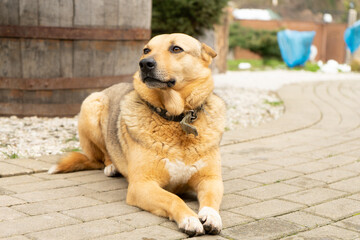 Nice dogs lies on the path