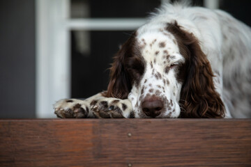 Male Springer Spaniel dog relaxing on porch with eyes closed
