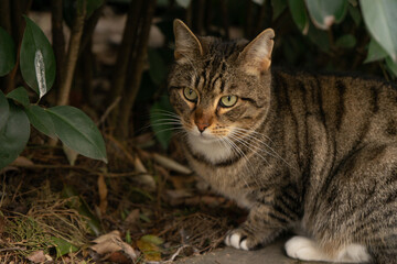 Naklejka na ściany i meble Striped cat sits under the bush