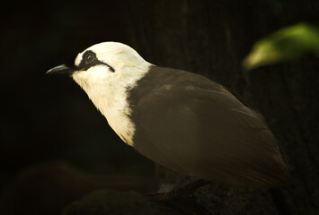 The Sumatran laughingthrush, Garrulax bicolor, also known as the black and white laughingthrush, is a member of the family Leiothrichidae. It is endemic to highland forest on the Indonesian island of 