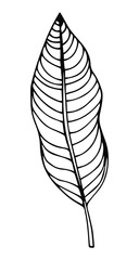 Simple hand drawn doodles. tropical leaves silhouette vector. Hand drawn silhouette palm leaf icon on white background. Cartoon sketch element: greenery Arecaceae, Palmae Palm Leave