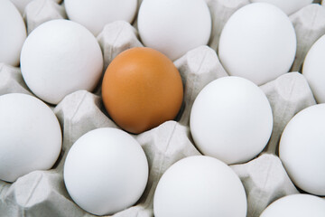 Fresh white chicken eggs and alone brown egg. Side view natural organic egg. Healthy real food