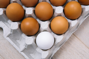Brown raw chicken eggs and alone white egg in a tray side view