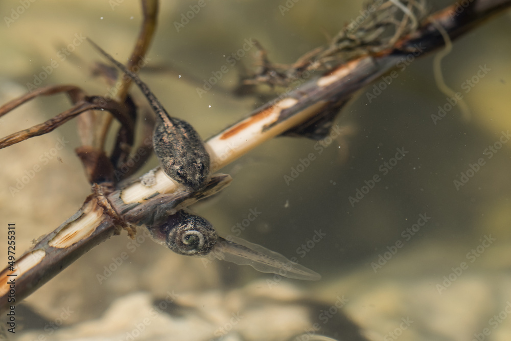 Sticker A pair of tadpoles of Mediterranean Painted Frog, Discoglossus pictus, feeding on stick in a pond.