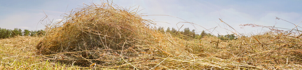 Fototapeta premium Farmland with fresh Hay in Summer - Drying Grass on the Field