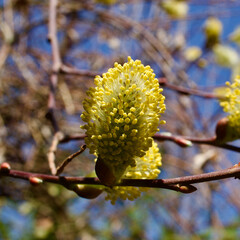 Spring blooming buds of inverted mulberry tree. Hairy mulberry tree bud in front of blue sky.