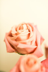 Rosebuds soft focus background, macro color shooting, blurring and defocus