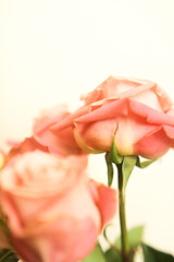Close up of a bouquet of soft pink roses in full bloom.