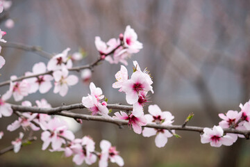 アーモンドの花　（ナッツのアーモンドの花のことです）学名：Prunus amygdalus Stokes、（春、日本、東京）