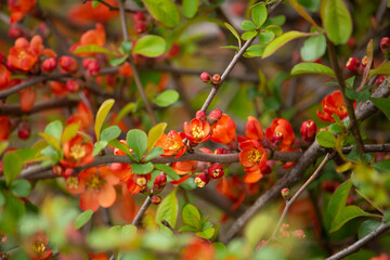 クサボケ（草木瓜、英名：Japanese quince）　別名：ジナシ、ノボケ、コボケなど多数　生薬名：ワモッカ 　学：Chaenomeles japonica