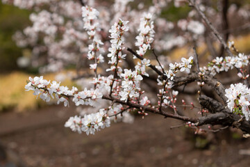 ユスラウメ　学名：Prunus tomentosa　実は食用。（日本、東京、4月）