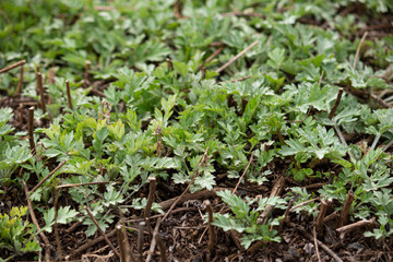 ヨモギ（日本でよもぎ餅に使われる植物）：別名：モグサ	　学名：Artemisia princeps　生薬名：ガイヨウ
