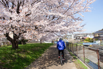Obraz premium 桜の季節に川沿いを走るサイクリストの男性の後ろ姿（クロスバイク）、東京都武蔵村山市空堀川沿い