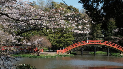 bridge in spring