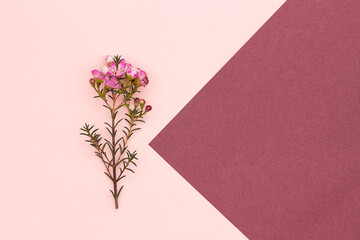 Flowering chamelaucium branch on pink and burgundy background. Top view, Copy space Minimal style