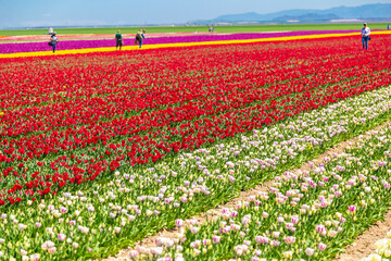 dogs and people  having fun in A magical landscape with blue sky over tulip field. colorful tulips and flowers 