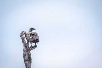 White-backed vulture sitting in a dead tree.
