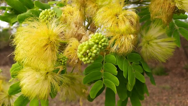 Albizia lebbeck or shirisha tree flowers.
Flowers of Albizia julibrissin close-up. Albizia is a species of tree in the genus Albizia of the Legume family (Fabaceae).