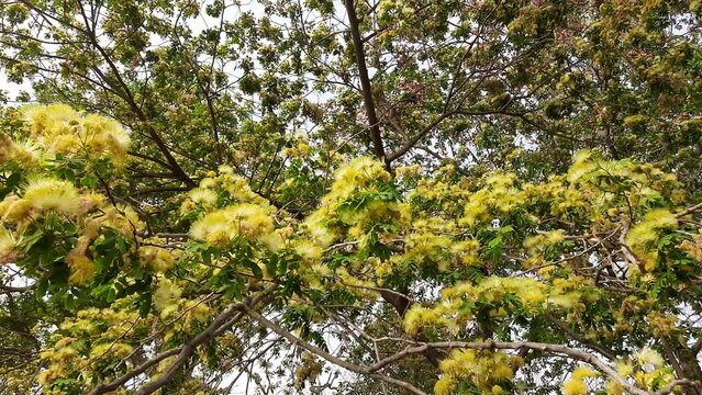Albizia lebbeck or shirisha tree flowers.
Flowers of Albizia julibrissin close-up. Albizia is a species of tree in the genus Albizia of the Legume family (Fabaceae).