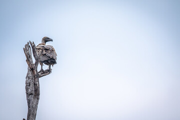 White-backed vulture sitting in a dead tree.