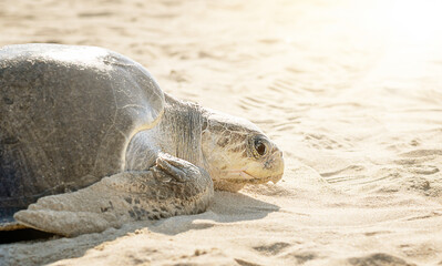Fototapeta premium turtle on the beach waiting to lay eggs