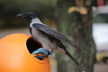Crow