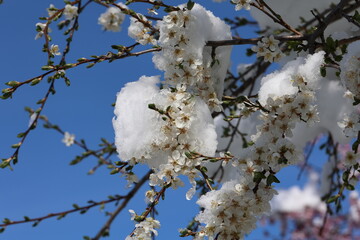 Blossoming cherry in the snow. Winter has returned.