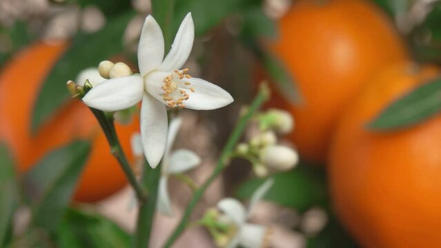 Close-up panorama of the beautiful citrus fragrant flower blooming on the branch